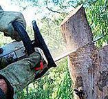 Best Firewood Processing and Delivery  in Hartford, AL